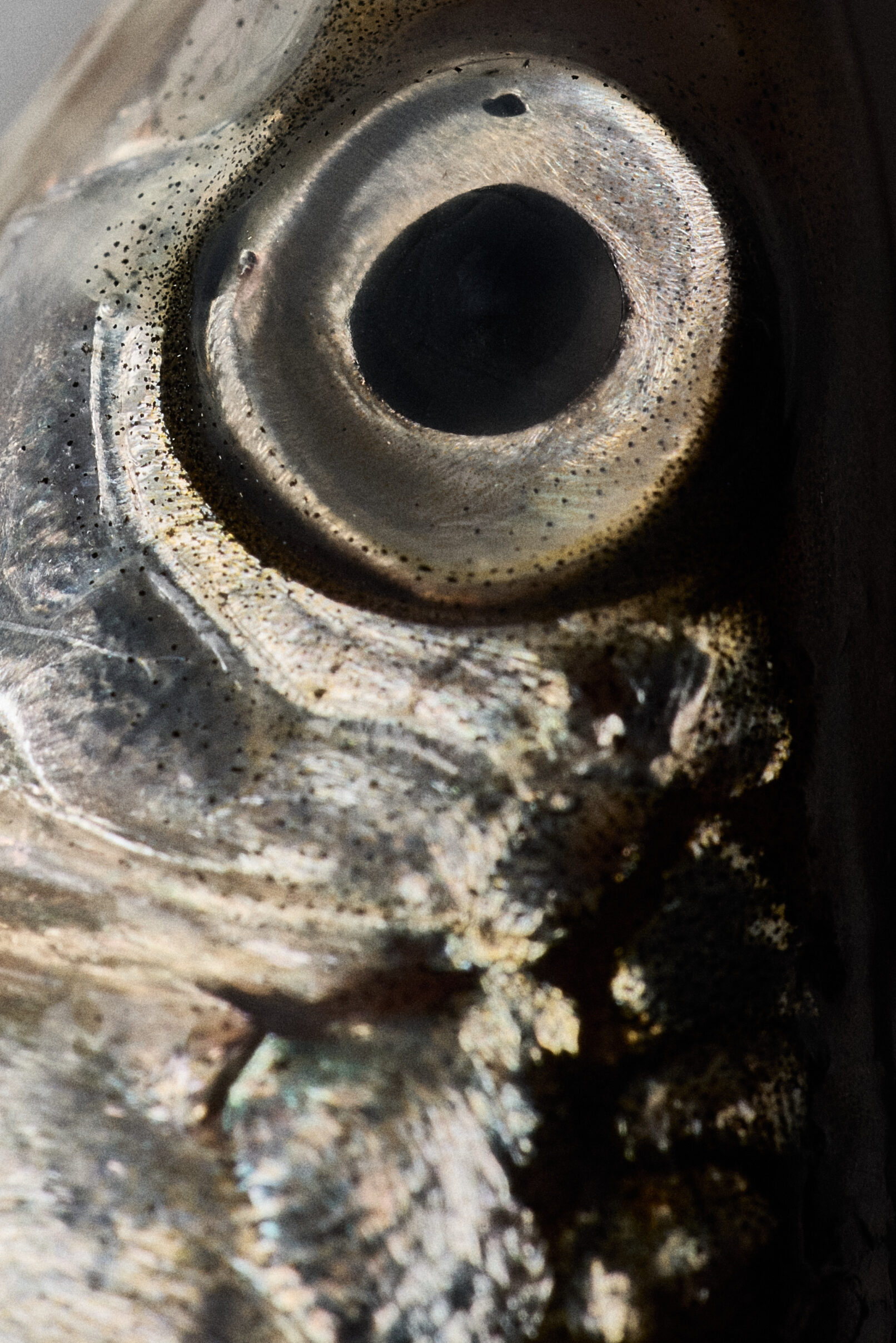 Vogue Scandinavia - Löjrom - Petter Bäcklund